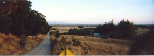 Cone Road, north end looking back towards the Ashley River