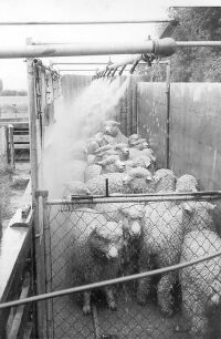 Dipping sheep