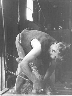 Shearing