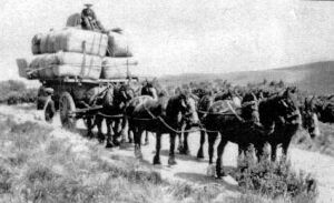 Jim bringing out the wool from the Mackenzie country