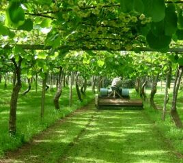 DECEMBER - mowing under vines