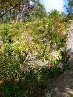 Hillside of orchids